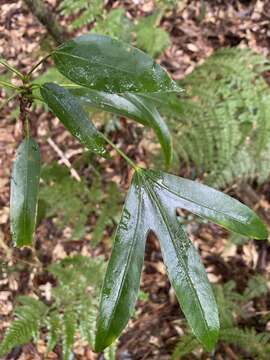 Image of Dendropanax dentiger (Harms) Merr.