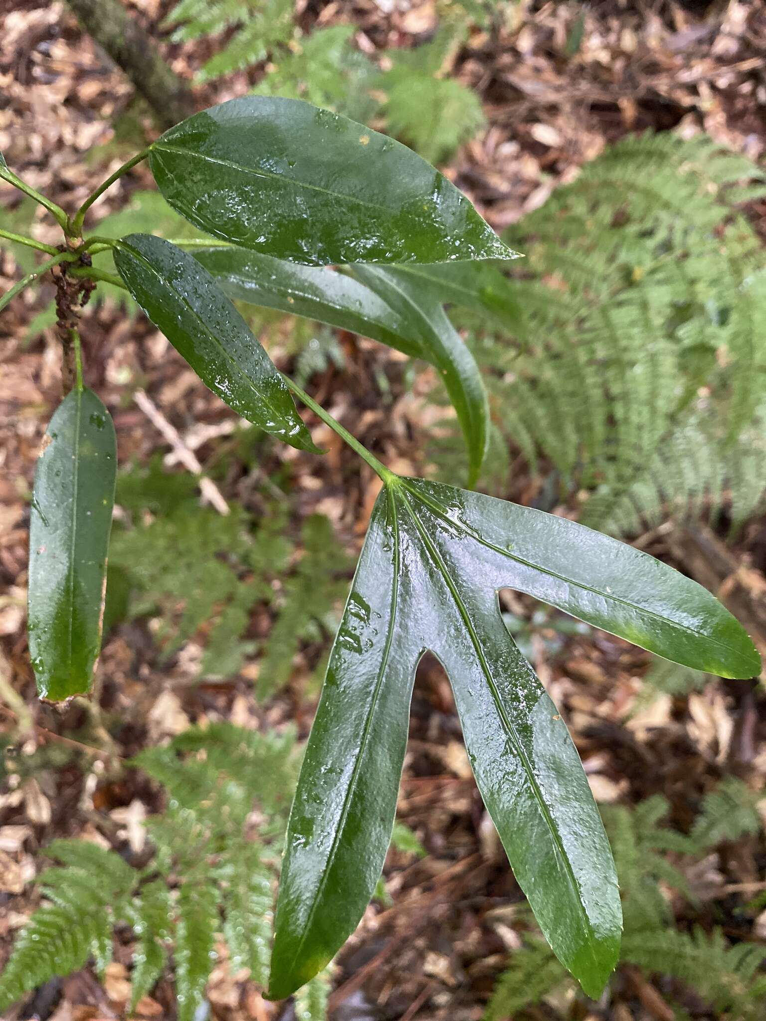 Image of Dendropanax dentiger (Harms) Merr.