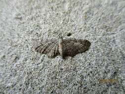 Imagem de Eupithecia haworthiata Doubleday 1856