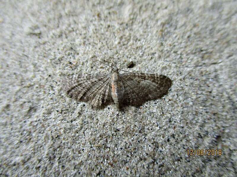 Imagem de Eupithecia haworthiata Doubleday 1856