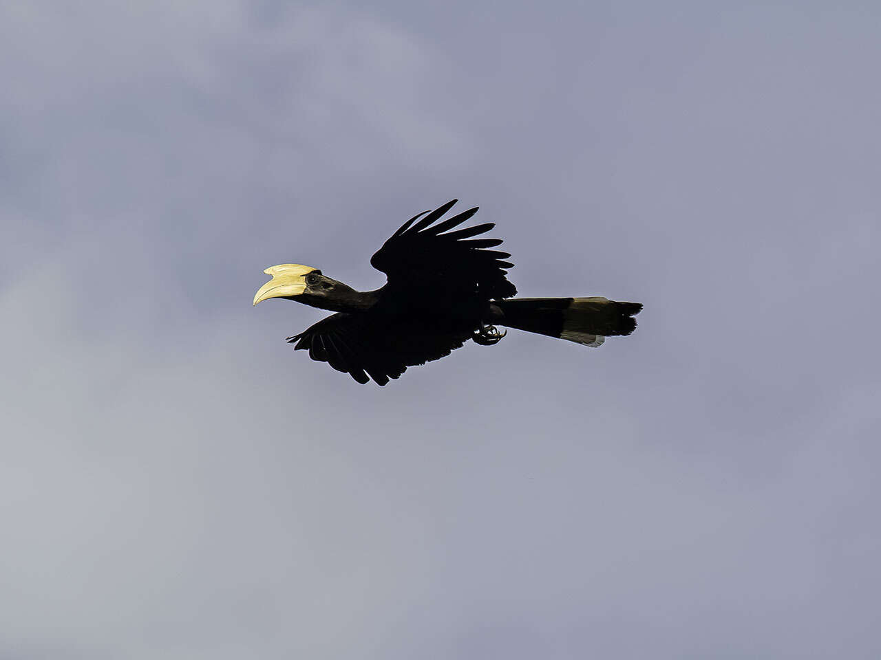 Image of Black Hornbill