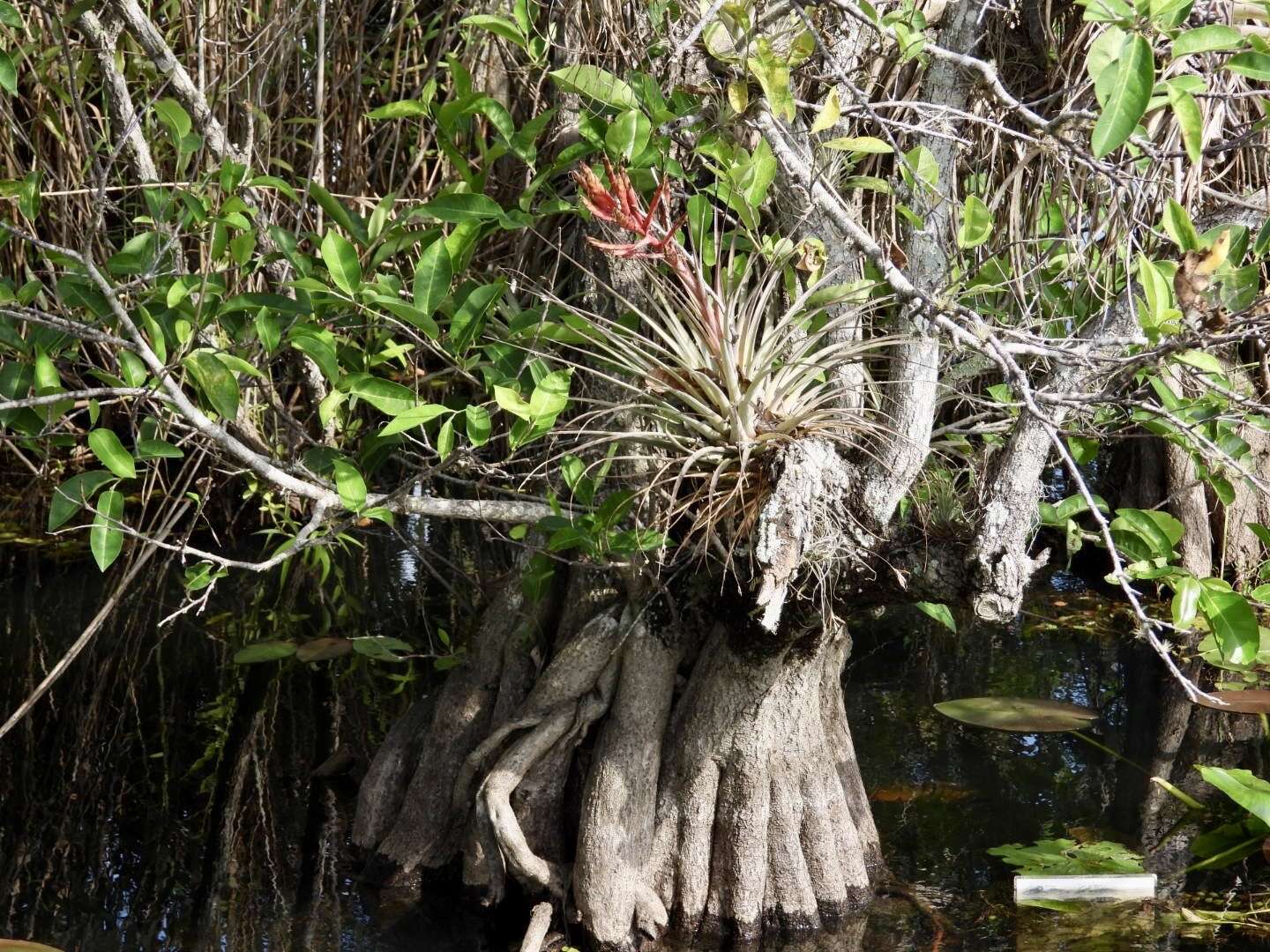 Image of giant airplant