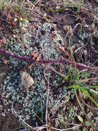 Image de Cladonia firma (Nyl.) Nyl.