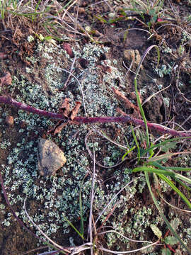 Image of popcorn lichen