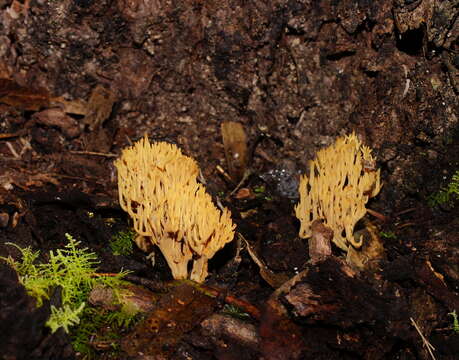 Phaeoclavulina flaccida (Fr.) Giachini 2011 resmi