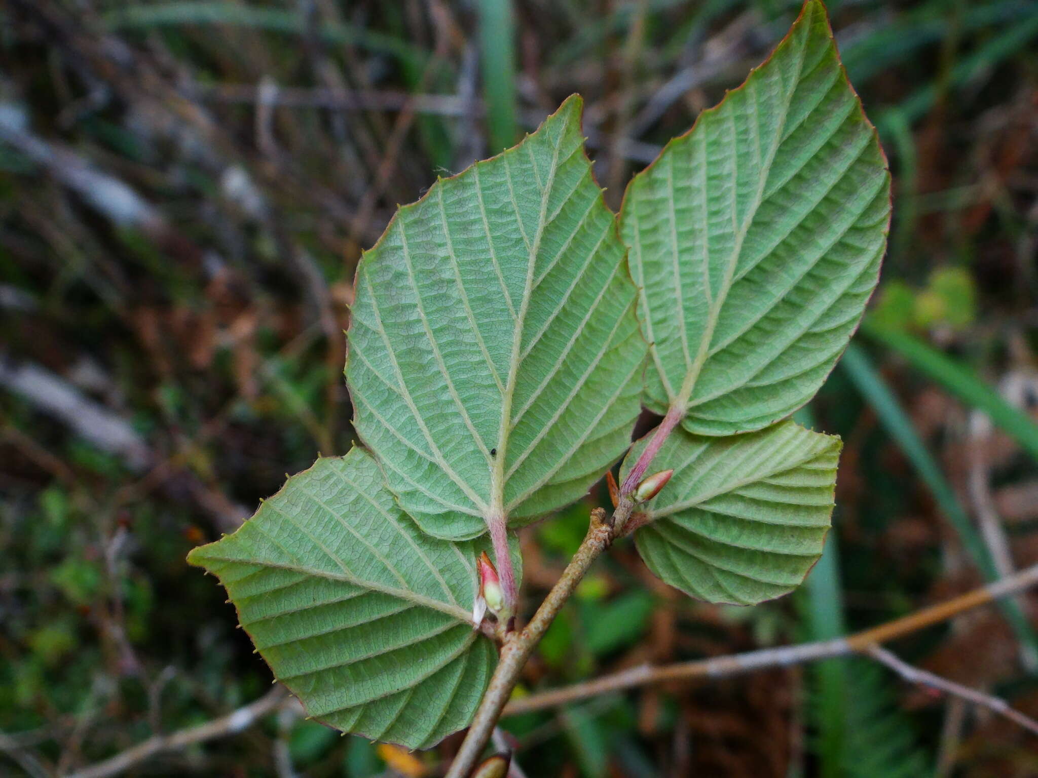 Image of winter hazel