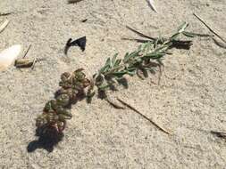 Image of seaside amaranth