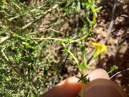 Imagem de Aspalathus aurantiaca R. Dahlgren