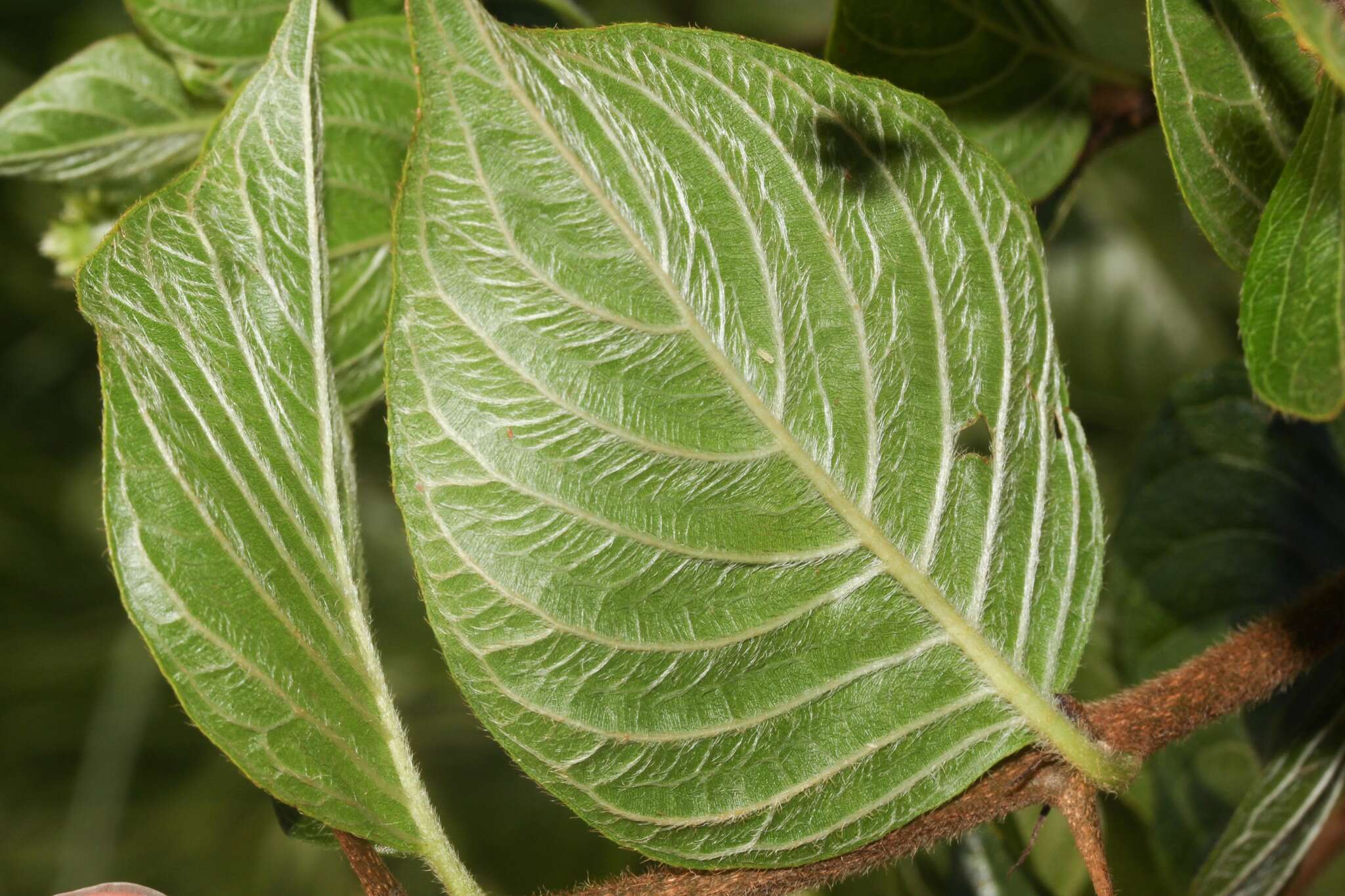 Image of Chomelia spinosa Jacq.