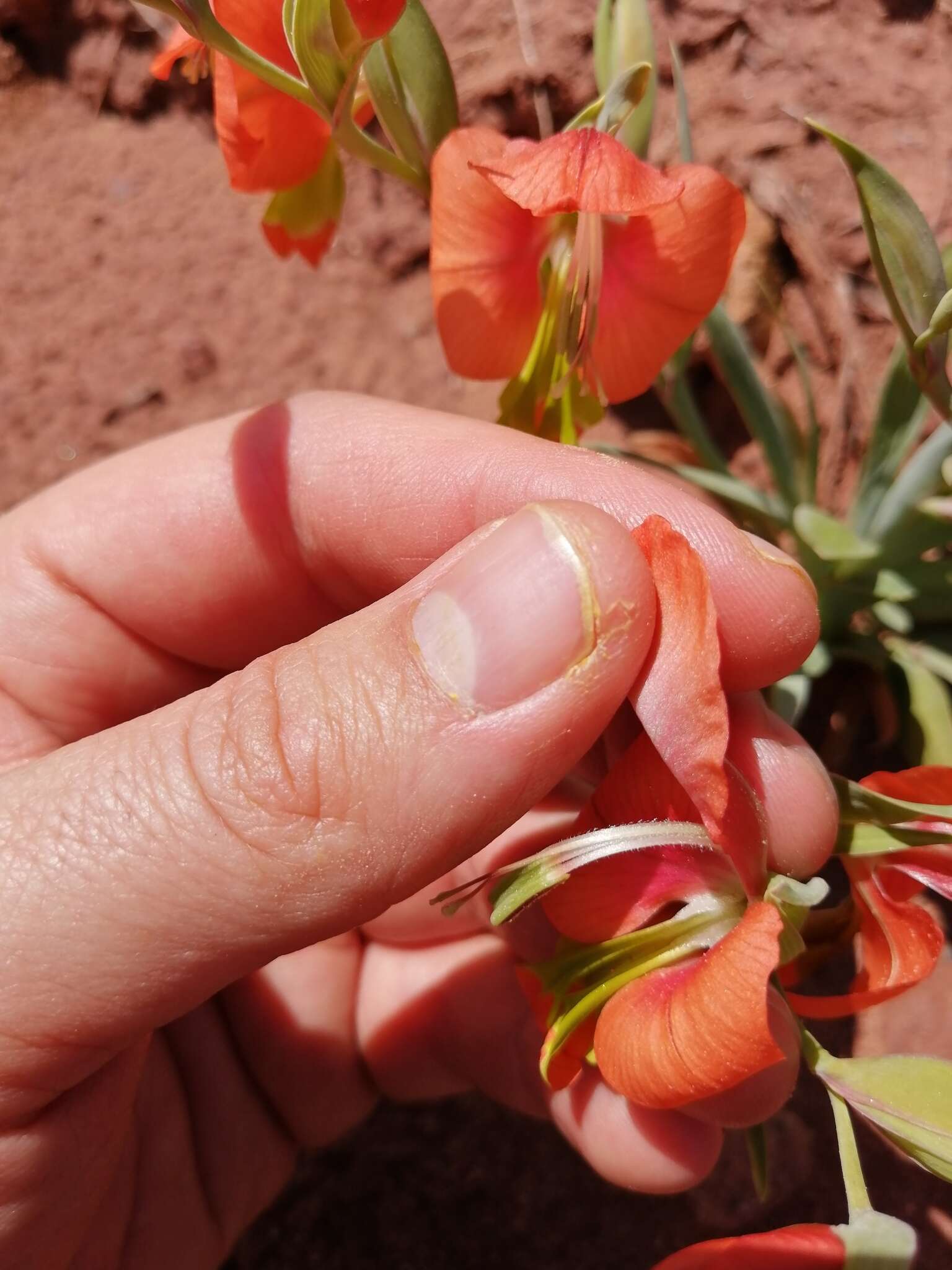 Imagem de Gladiolus pulcherrimus (G. J. Lewis) Goldblatt & J. C. Manning