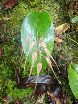 Imagem de Pleurothallis phalangifera (C. Presl) Rchb. fil.