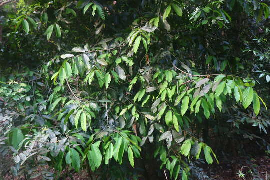 Image of Polyalthia fragrans (Dalzell) Hook. fil. & Thomson