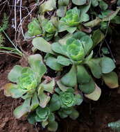 Image of Aeonium canariense subsp. christii (Burchard) Bañares