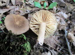 Image de Lactarius subplinthogalus Coker 1918