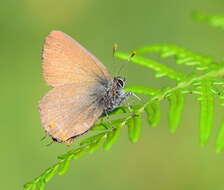 صورة Satyrium acaciae (Fabricius 1787)