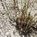 Image of Cataiina beardtongue