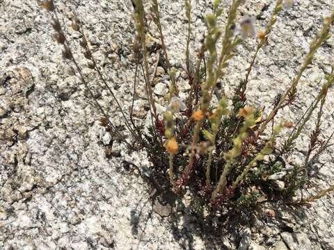 Image of Cataiina beardtongue