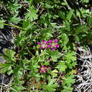 Image of Geranium antrorsum Carolin