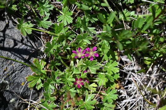 Image of Geranium antrorsum Carolin