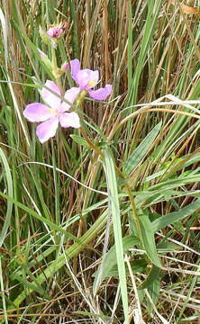 Слика од Pleroma gracile (Bonpl.) A. Gray