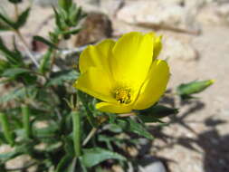 Image of pinyon blazingstar