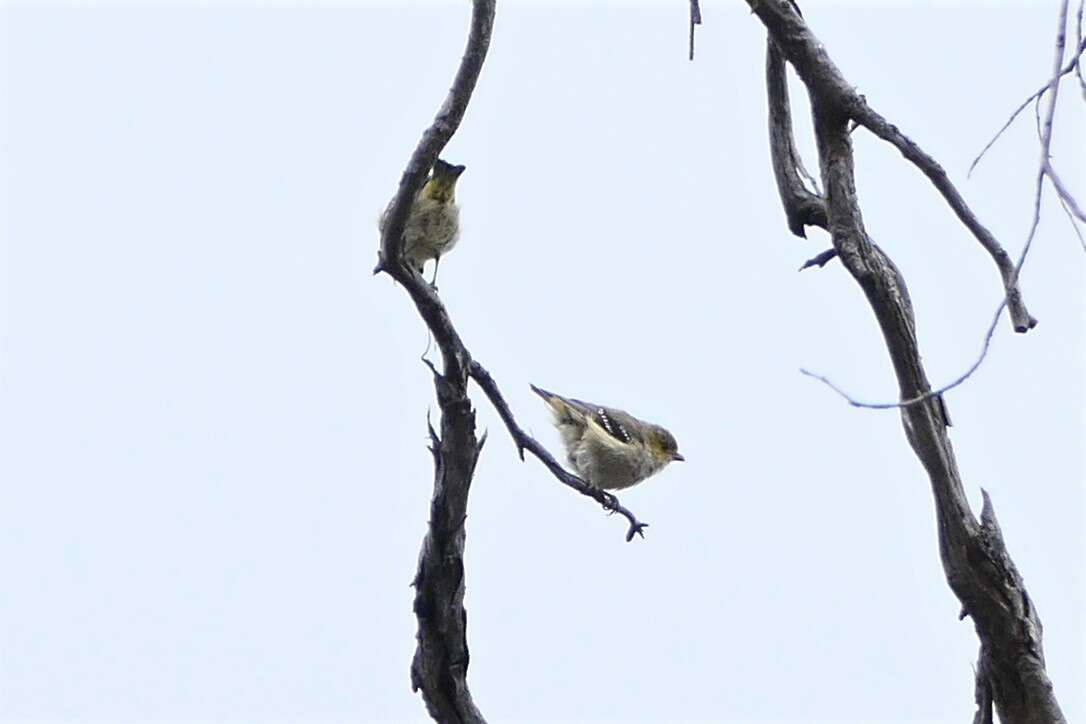 Image of Forty-spotted Pardalote