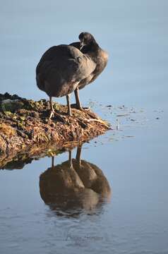 Image of Giant Coot