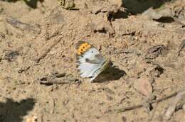 Image of Bushveld Purple Tip