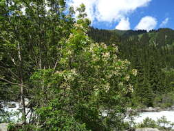 Imagem de Sorbus tianschanica Rupr.