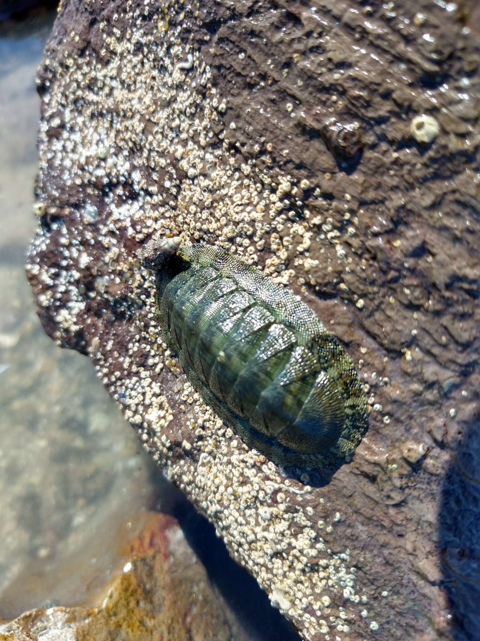 Image of Chiton virgulatus G. B. Sowerby II 1840