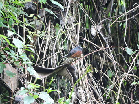 Image of Slaty-backed Chat-Tyrant