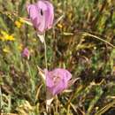 Calochortus longibarbatus var. longibarbatus resmi