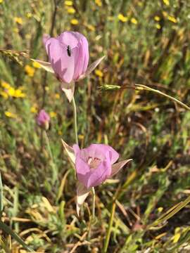 Calochortus longibarbatus var. longibarbatus resmi