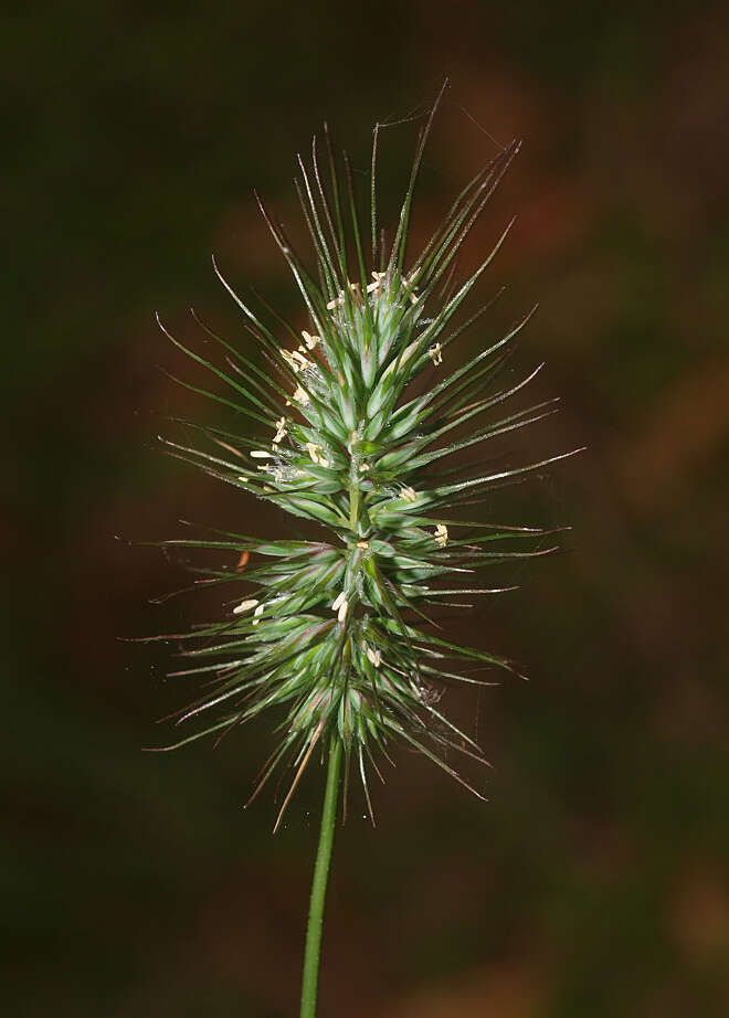 Image de Echinopogon ovatus (G. Forst.) P. Beauv.