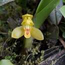 Image of Maxillaria aureoglobula Christenson