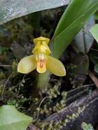 Imagem de Maxillaria aureoglobula Christenson