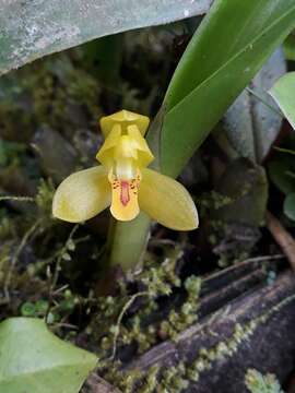 Image of Maxillaria aureoglobula Christenson