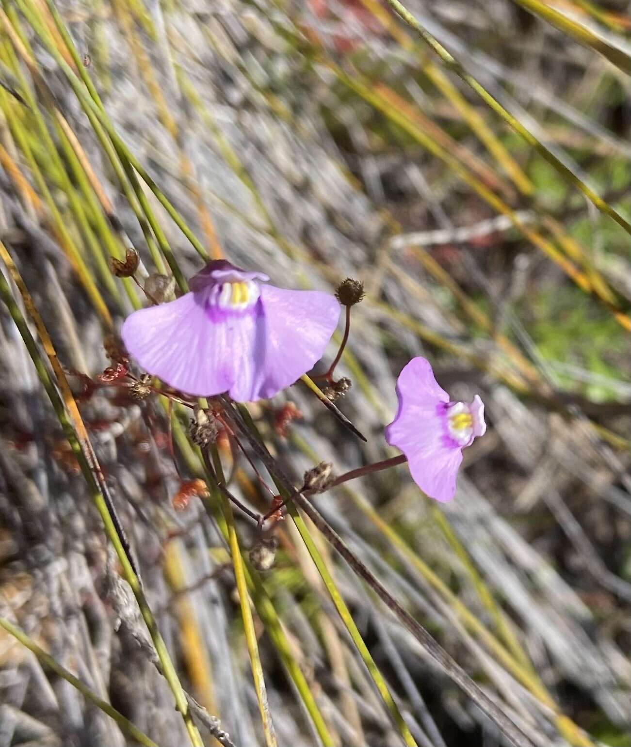 صورة Utricularia uniflora R. Br.