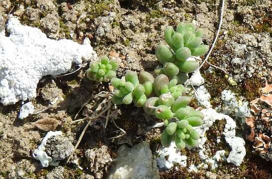 Image of Sedum gypsicola Boiss. & Reuter