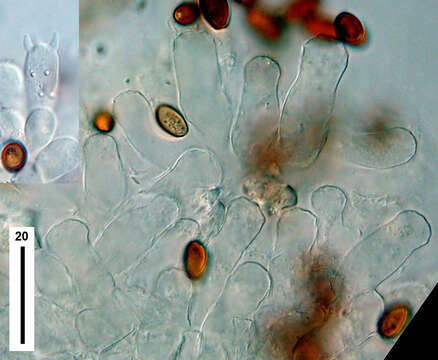 Imagem de Conocybe utricystidiata (Enderle & H.-J. Hübner) Somhorst 2013