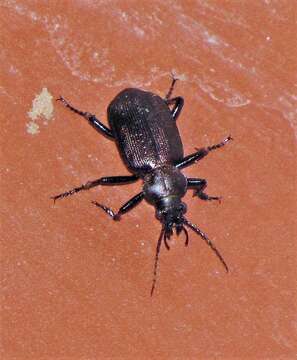 Image of Calosoma (Castrida) argentinense Csiki 1927