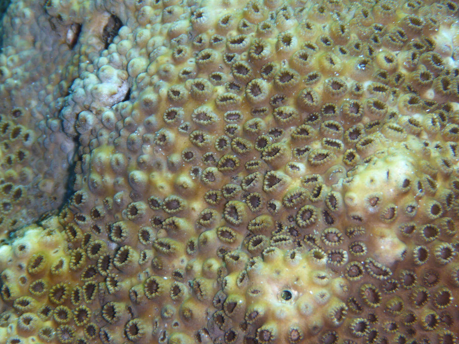 Image of Grey colonial zoanthid