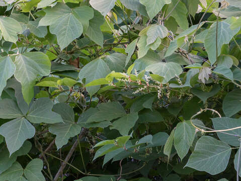 Image of kudzu