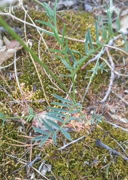 Image of Astragalus versicolor Pall.