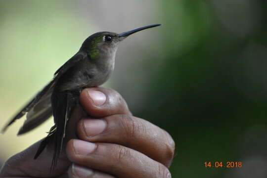 Image of Curve-winged Sabrewing