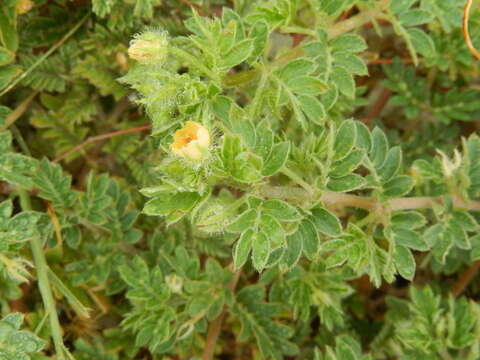 Image of hairy caltrop