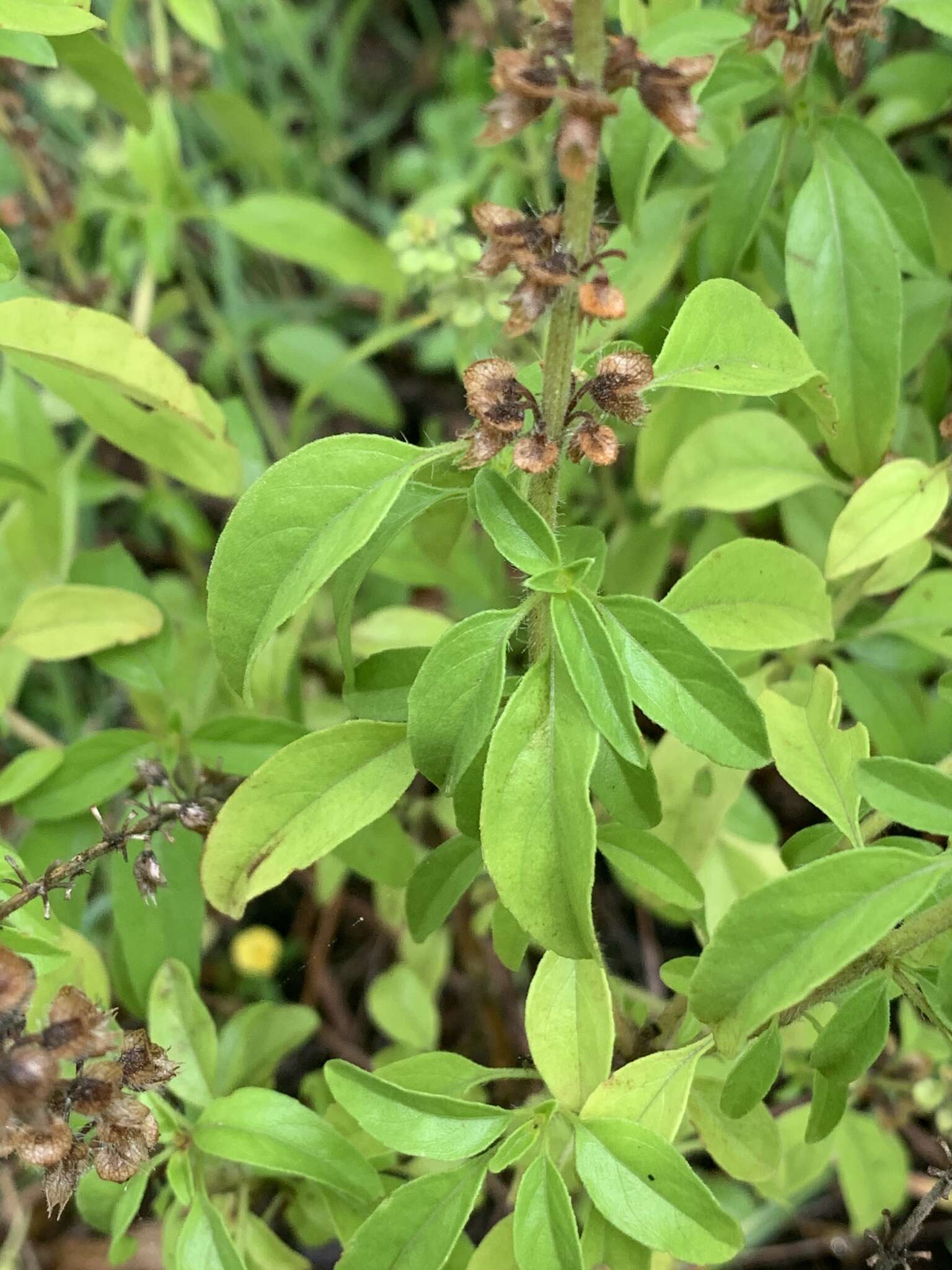 Image of Ocimum americanum var. americanum