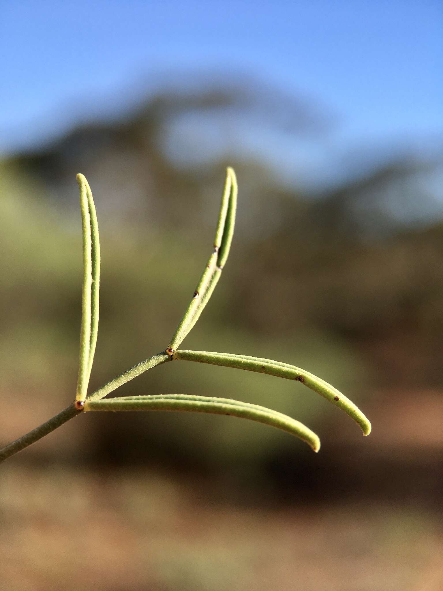 Image of Senna artemisioides subsp. zygophylla