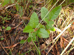 Image of mount lofty daisy-bush