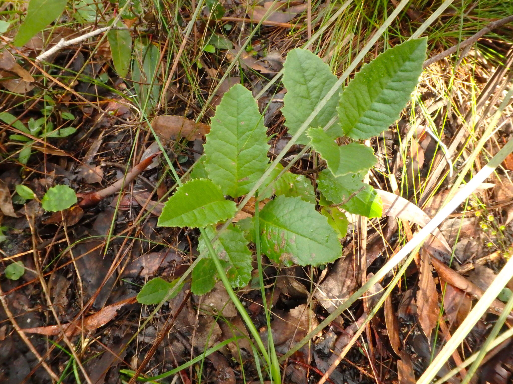 Image of mount lofty daisy-bush